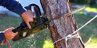 Owensboro, KY Tree Services Company