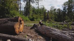 How Our Tree Care Process Works  in  Owensboro, KY