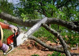 Best Tree Risk Assessment  in Owensboro, KY