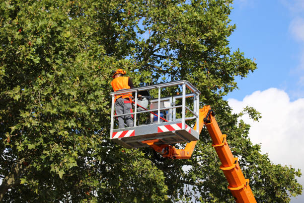 Best Emergency Tree Removal  in Owensboro, KY