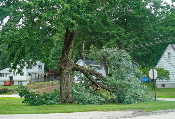 Best Leaf Removal  in Owensboro, KY