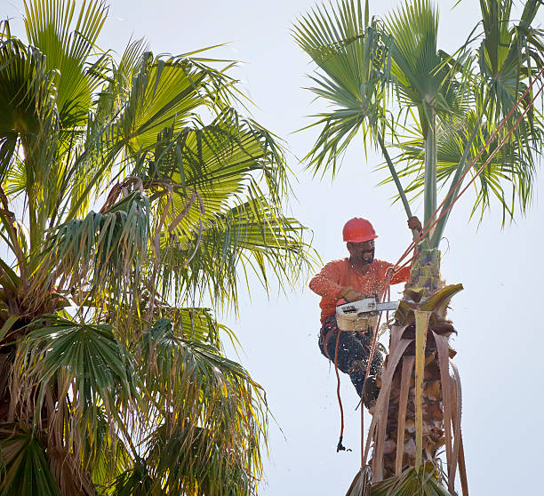Best Tree Risk Assessment  in Owensboro, KY