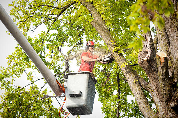 Best Hedge Trimming  in Owensboro, KY