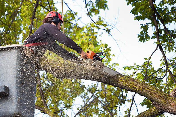  Owensboro, KY Tree Services Pros
