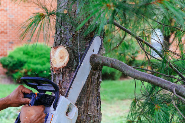 Best Tree Preservation Services  in Owensboro, KY