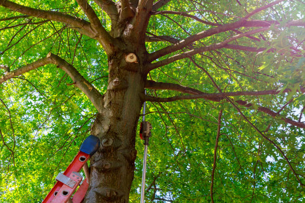 Best Tree Maintenance Programs  in Owensboro, KY